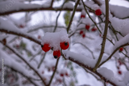 Hawthorn tree with fruits with adhering snow. The branches of the Hawthorn bent under the weight of the snow and bright red fruits. Common hawthorn (Crataegus monogyna) in winter.