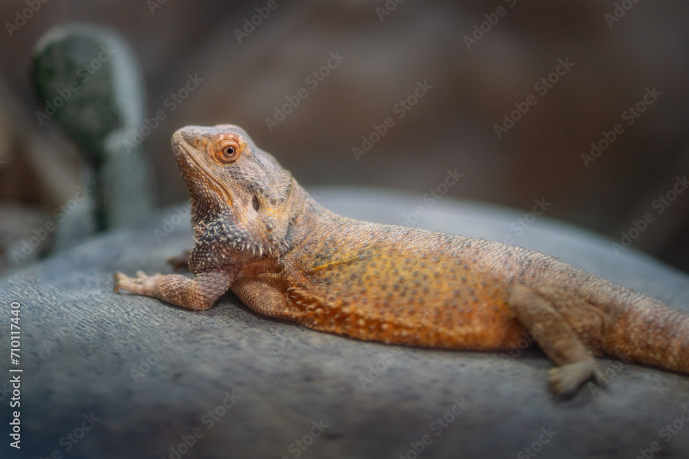 Central Bearded Dragon Lizard (Pogona vitticeps) Central Bearded Dragon Lizard (Pogona vitticeps)