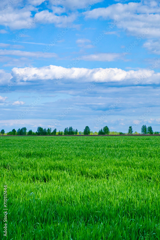 Fototapeta premium The image shows a vast, green field under a clear, blue sky with scattered white clouds. Trees are visible lining the horizon.