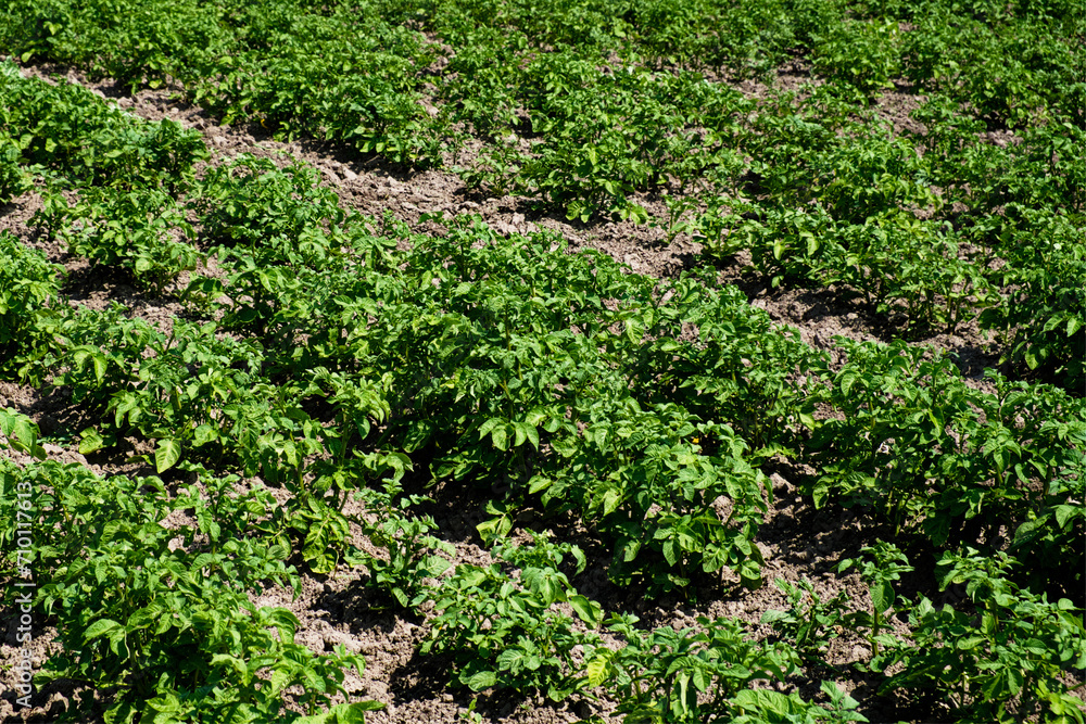 Rows of green plants growing in a field. Rows of green plants growing in a field.