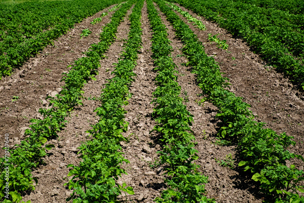 A cultivated field with emerging green crops. A cultivated field with emerging green crops.