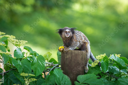Black-tufted Marmoset monkey (Callithrix penicillata) photo