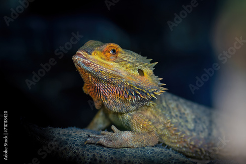 Central Bearded Dragon Lizard (Pogona vitticeps)