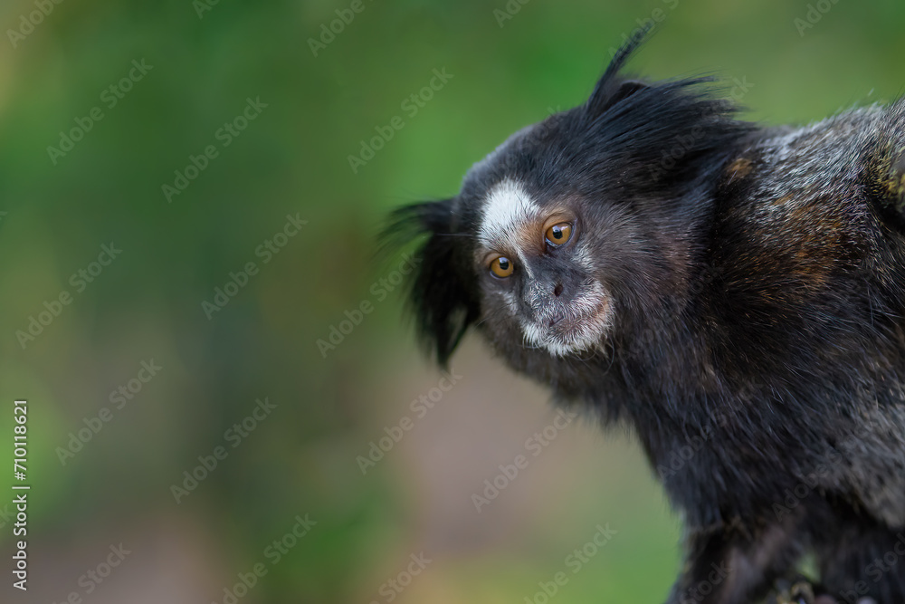Black-tufted Marmoset monkey (Callithrix penicillata) Black-tufted Marmoset monkey (Callithrix penicillata)