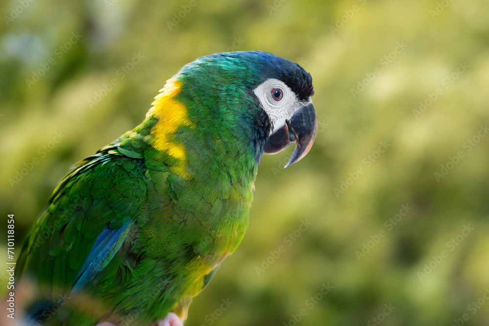 Golden Collared Macaw (Primolius auricollis)