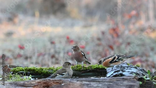 A group of different songbirds in the forest drinking water, bathing. Flying birds. Close up. photo