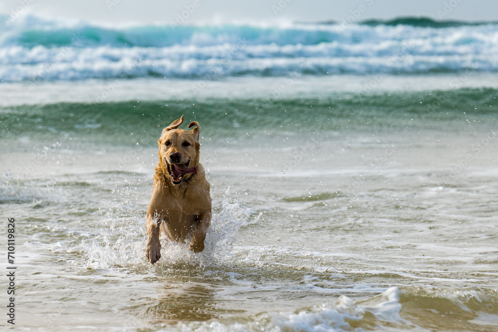 Labrador retriever dog running happily out of the sea towards the camera Labrador retriever dog running happily out of the sea towards the camera