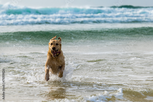 Labrador retriever dog running happily out of the sea towards the camera