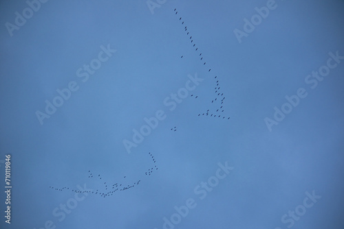 A flock of migratory birds flies high in the sky in the shape of a wedge