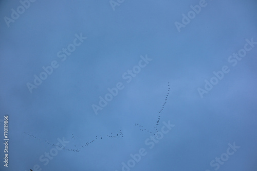 A flock of migratory birds flies high in the sky in the shape of a wedge