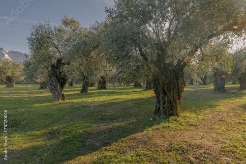 olive trees in the park