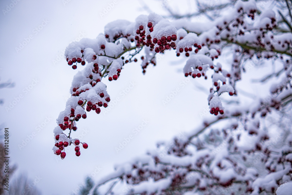 Hawthorn tree with fruits with adhering snow. Hawthorn tree with fruits with adhering snow.