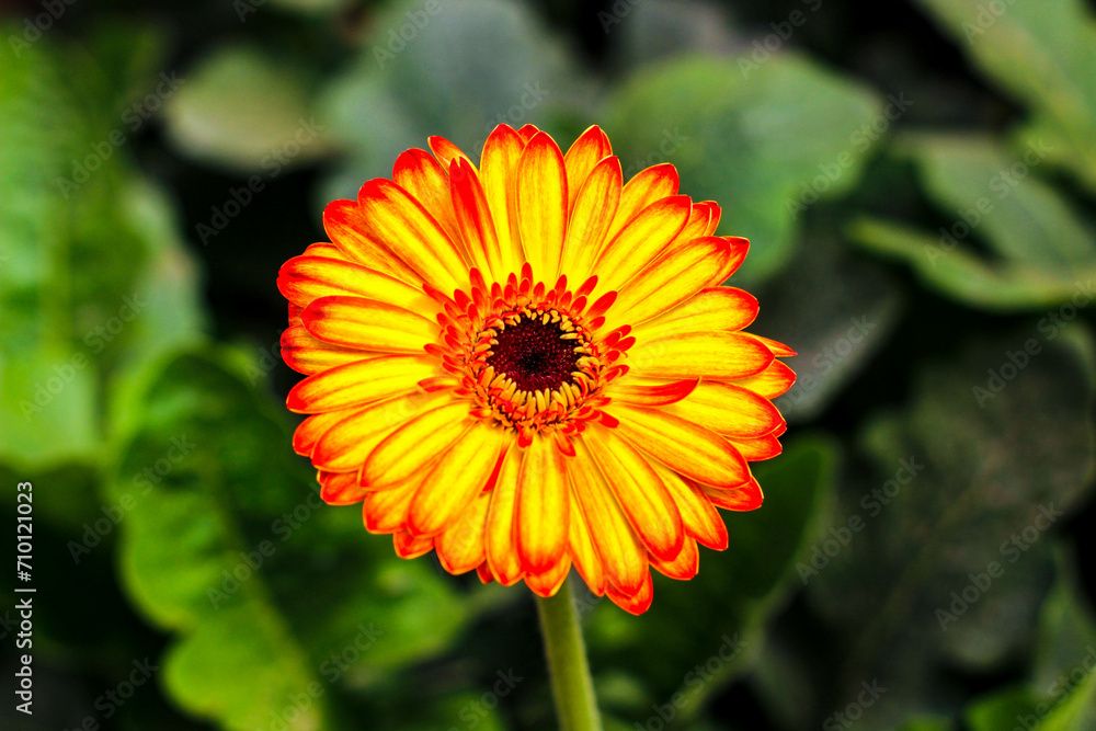 Bright flower in the middle of the garden Bright flower in the middle of the garden