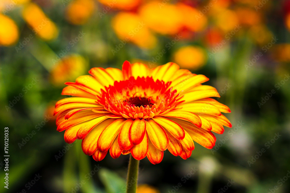 Beautiful Garden Flower Beautiful Garden Flower