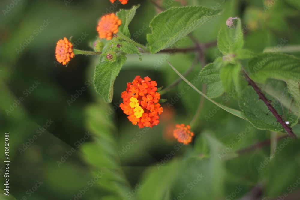 Garden flower Garden flower