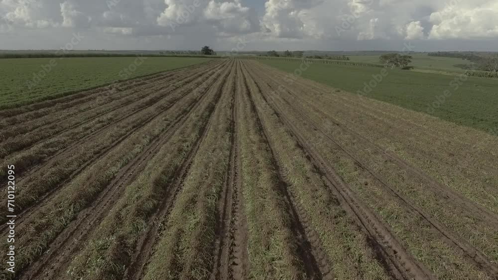 Harvested peanut field Harvested peanut field