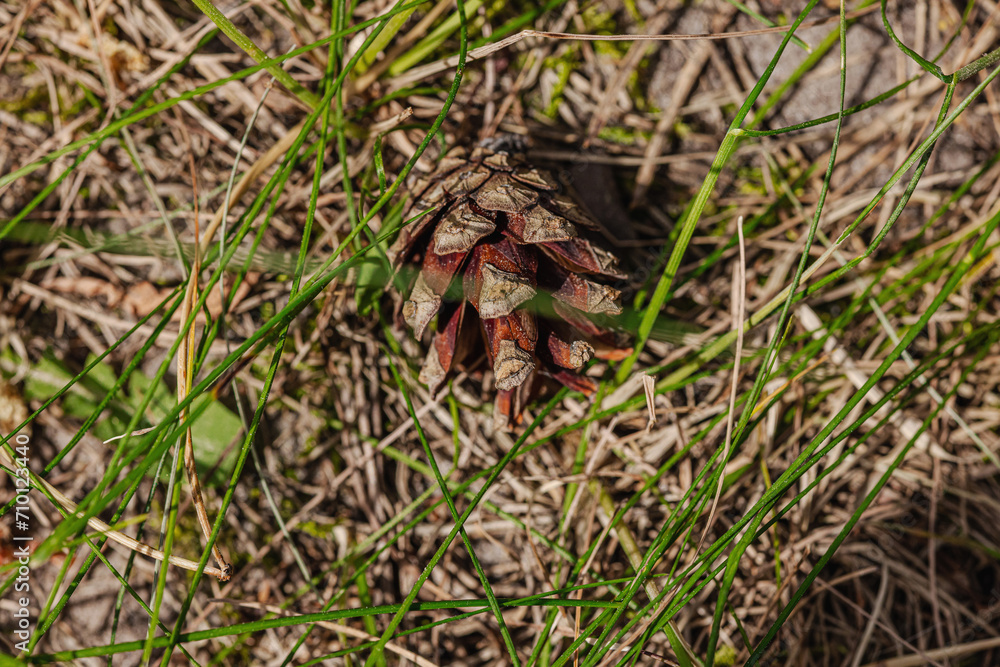Pine cone on the ground. Forest, wildlife, outdoor concept. Beauty in the nature, selective focus Pine cone on the ground. Forest, wildlife, outdoor concept. Beauty in the nature, selective focus