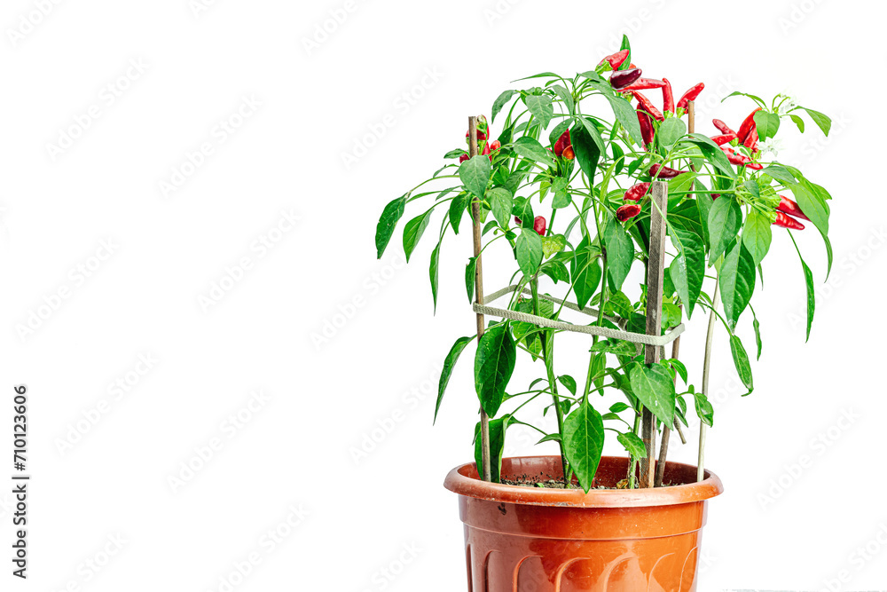 Blooming Bird's eye chili with ripe pepper fruits. Urban farm concept, plant grows on the windowsill