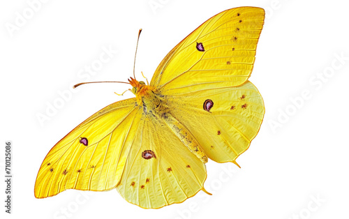Cloudless Sulphur Butterfly on Transparent Background photo