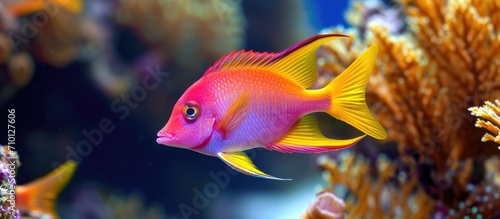 Lyretail Anthias Coralfish - scientifically named Pseudanthias squamipinnis. © AkuAku