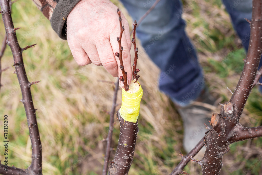 A gardener lubricates the grafting cut of a fruit tree with garden wax. Garden care.