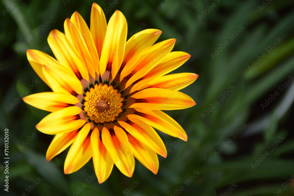 Gazania (Treasure flower) in summer garden, close up Gazania (Treasure flower) in summer garden, close up