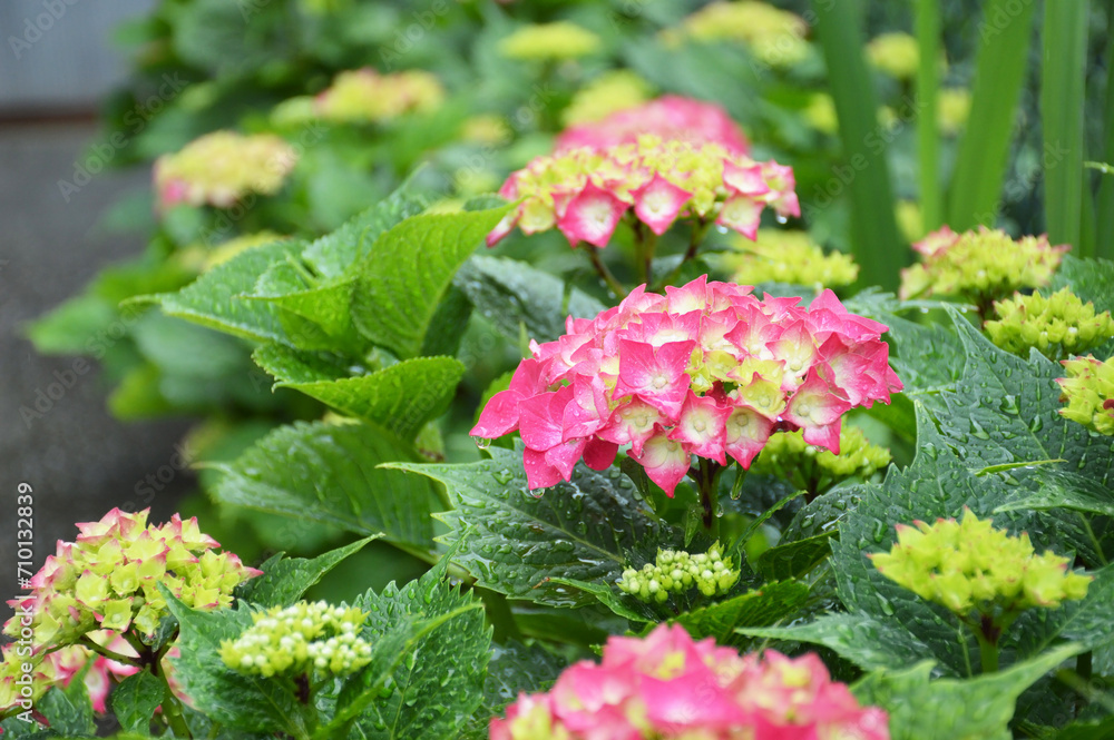 Flowering pink hydrangea or hortensia bush on spring rainy day Flowering pink hydrangea or hortensia bush on spring rainy day