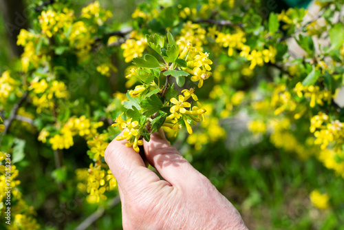 A gardener examines flowering currant branches in early spring.