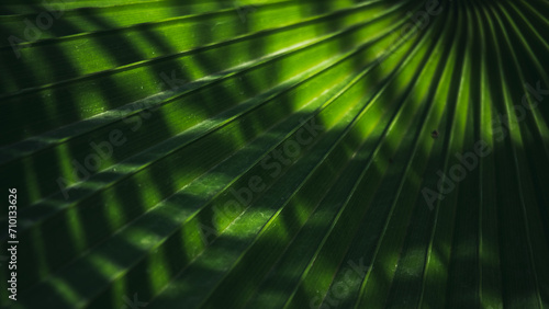 Tropical green palm leaf frond background photo