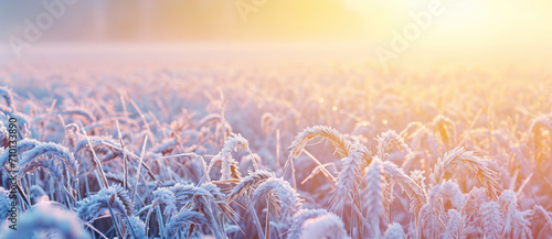 Golden sunrise glistens over a frost-kissed wheat field, heralding a crisp new day