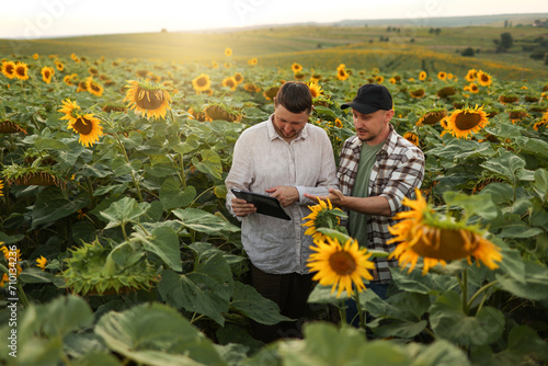 Smart farming. Two farmers using digital tablet for examine and check sunflowers in field. Agronomist team, analyse results of quality organic harvest. Agribusiness. Agriculture modern technology. photo