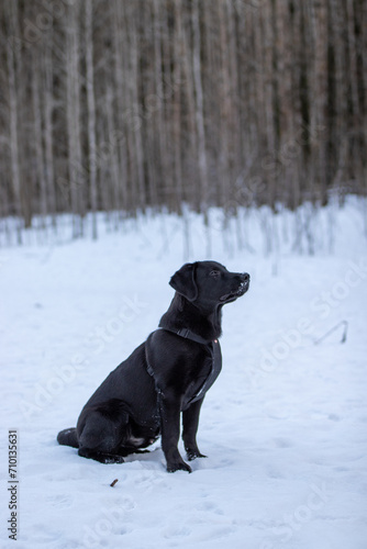 black labrador retriever © TuHo Photos