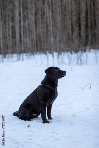 sitting black Labrador retriever