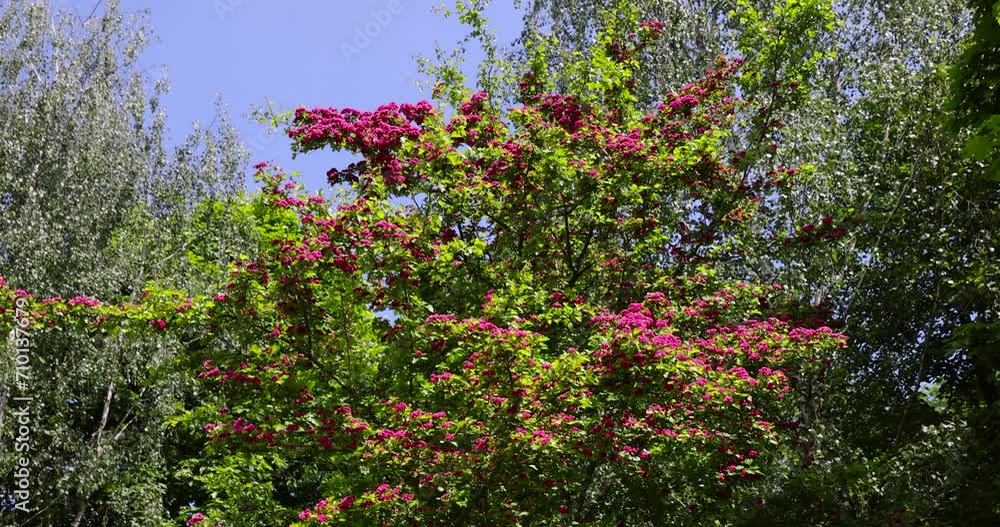 trees during spring flowering , red flowers during flowering in spring park trees during spring flowering , red flowers during flowering in spring park