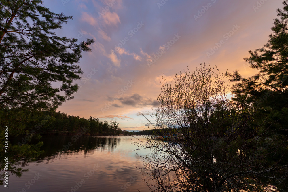 Pine trees near a pond, sunset evening sky