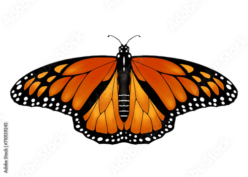 Illustration of monarch butterfly isolated on white background 