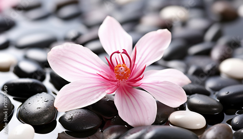 Freshness and beauty in nature, pink flower petal generated by AI