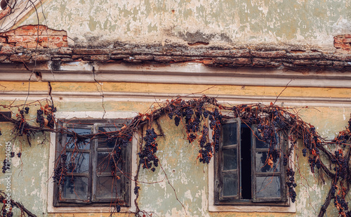 abandoned house with dry vines and raisined grapes on the walls photo