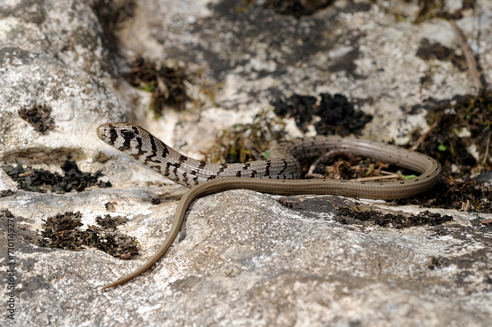juvenile European glass lizard, Sheltopusik // Scheltopusik im Jugendkleid (Pseudopus apodus) - Peloponnese, Greece