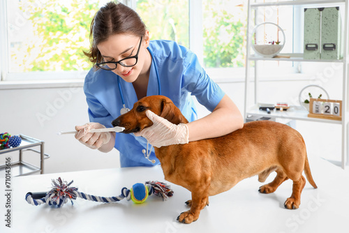 Female veterinarian brushing teeth of dachshund dog in clinic