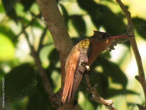 Colibri- Hummingbird 