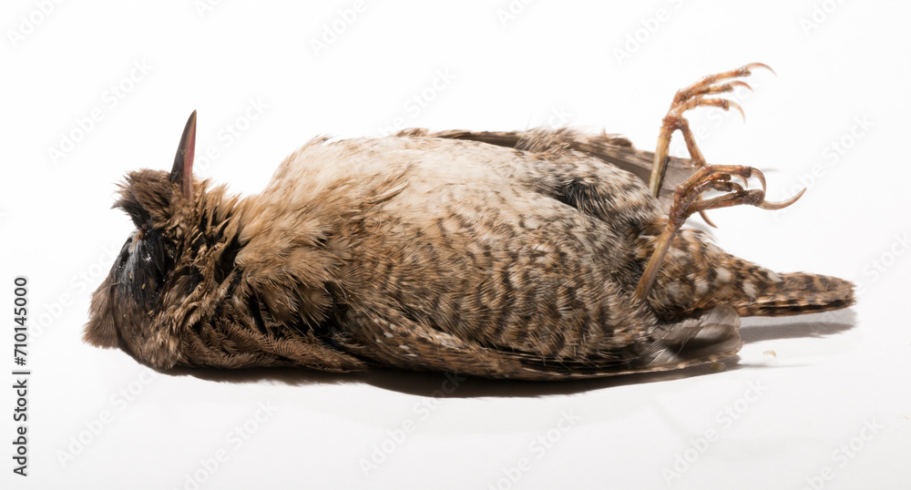 The Eurasian wren (Troglodytes) or northern wren is a very small insectivorous bird, of the wren family Troglodytidae. A dead bird on a white background. The Eurasian wren (Troglodytes) or northern wren is a very small insectivorous bird, of the wren family Troglodytidae. A dead bird on a white background.