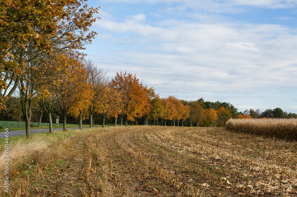 Fototapeta premium Maple alley around the road by the corn field. Czechia.