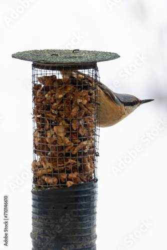Nuthatch ( Sitta europae ) on a feeder with walnuts. photo