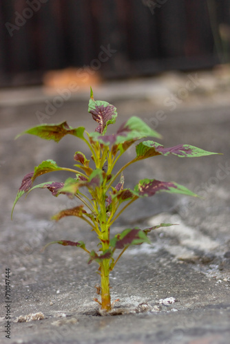 Close up of young plant growing on concrete floor in the street. Selective focus.