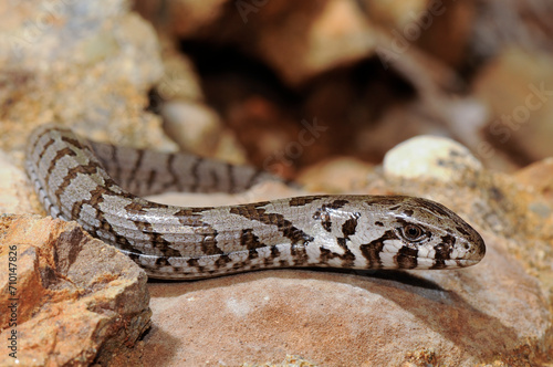 juvenile European glass lizard, Sheltopusik // Scheltopusik im Jugendkleid (Pseudopus apodus) - Peloponnese, Greece photo