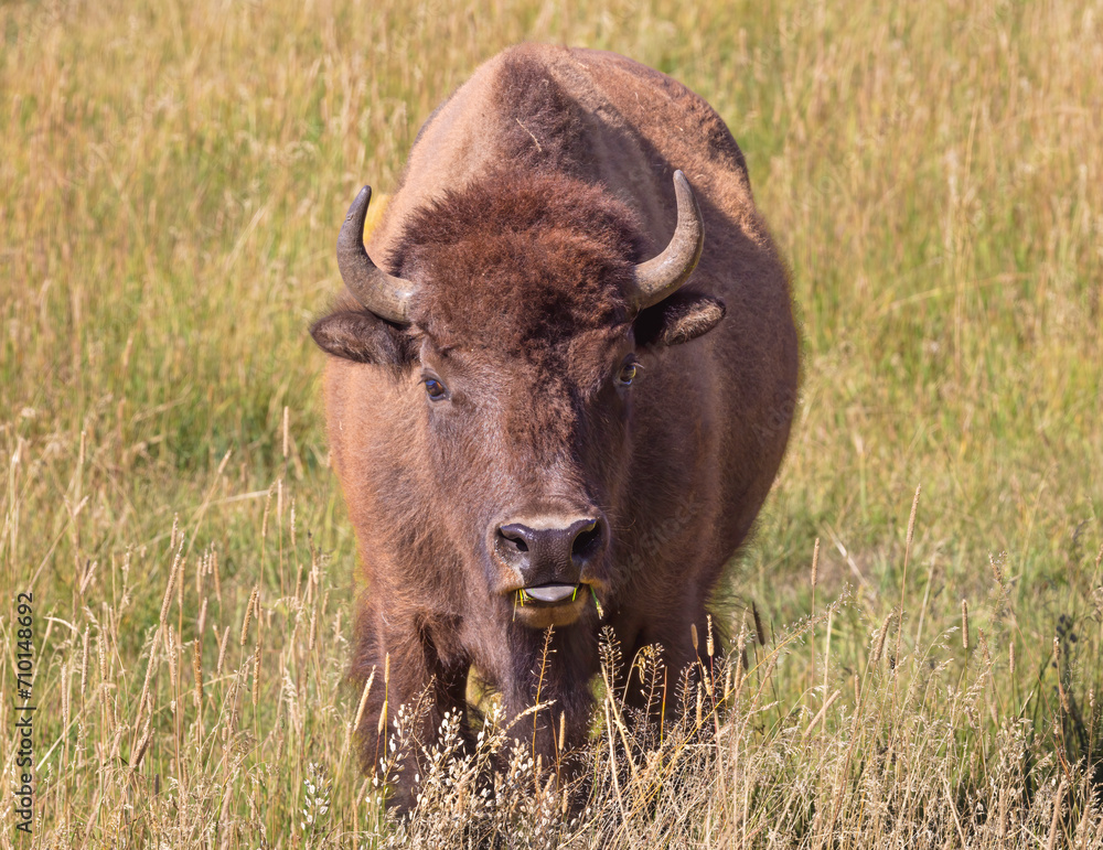 american bison in the field, buffalo in the field