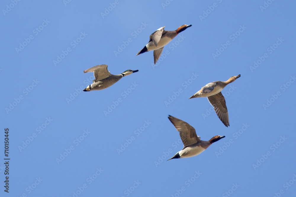 Obraz premium 飛翔するカモの群れ