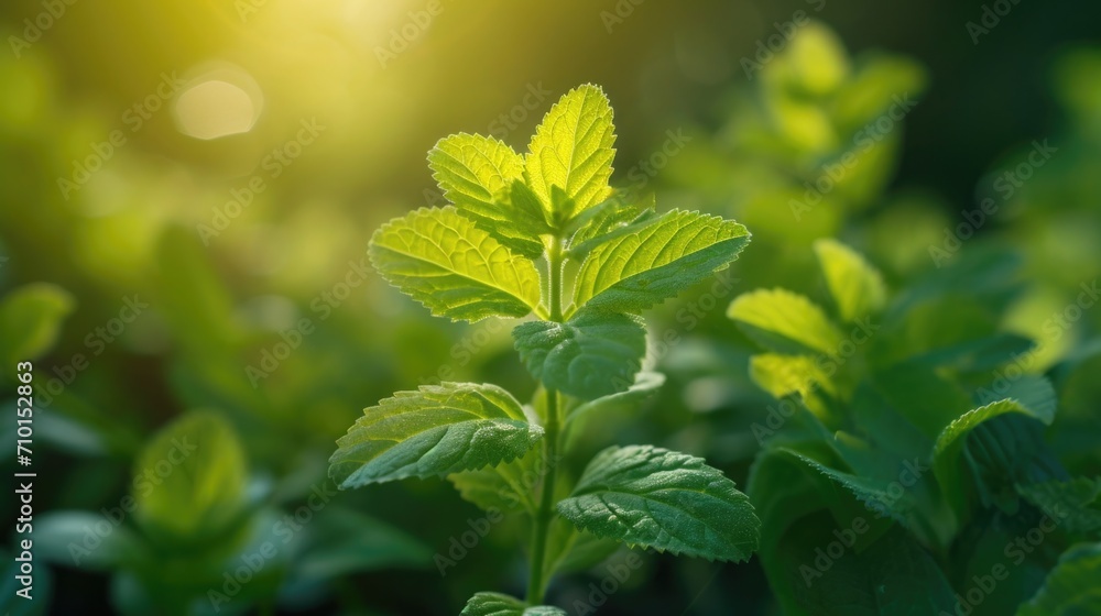 Herb Therapy, Licorice Plant Growing in the Wild, Natural Adaptogen Herb Therapy, Licorice Plant Growing in the Wild, Natural Adaptogen