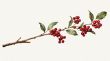 branch with berries and leaves